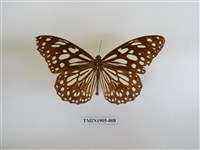 藏品(淡紋青斑蝶)的圖片